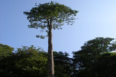Dipterocarpus indicus